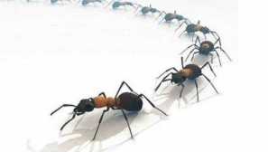 Jak se zbavit červených mravenců v bytě nebo domě